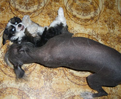 Китайские хохлатые голые и пуховые собаки
